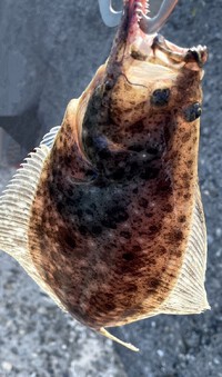 浜名湖　オカッパリでヒラメの釣果投稿頂きました