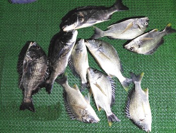 黒鯛、キビレの釣果投稿頂きました 黒鯛、キビレの釣果投稿頂きました