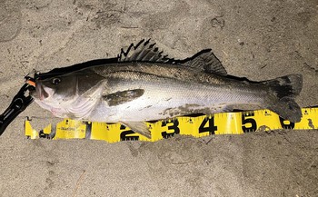 浜名湖シーバスの釣果投稿頂きました 浜名湖シーバスの釣果投稿頂きました