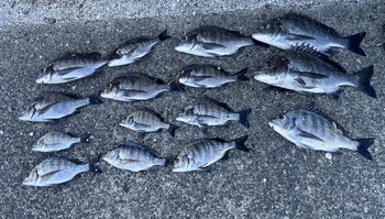 浜名湖で黒鯛の釣果投稿頂きました 浜名湖で黒鯛の釣果投稿頂きました