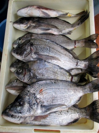 オカッパリ　ルアーフィッシングで大漁です　浜名湖