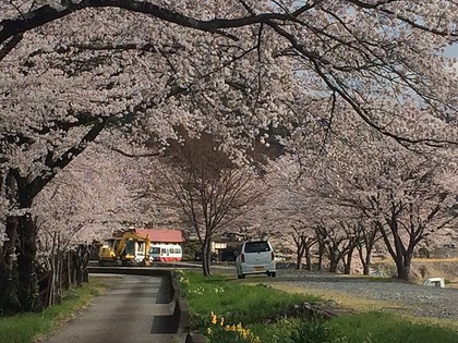 川根さくら情報【高郷の桜】2014・4・1(晴れ) 川根さくら情報【高郷の桜】2014・4・1(晴れ)