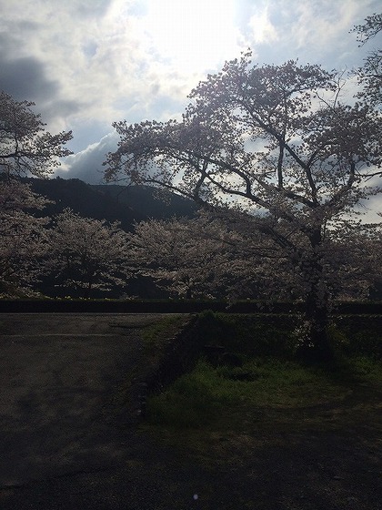 川根さくら情報【高郷の桜】2014・4・1(晴れ) 川根さくら情報【高郷の桜】2014・4・1(晴れ)