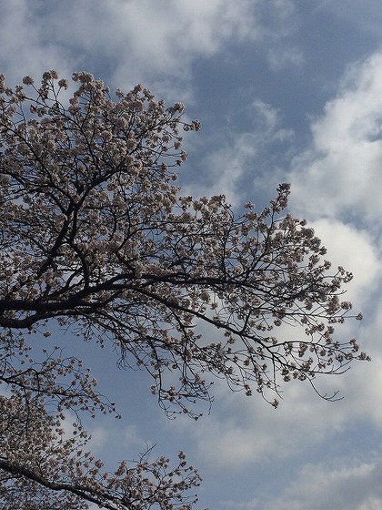 川根さくら情報【高郷の桜】2014・4・1(晴れ) 川根さくら情報【高郷の桜】2014・4・1(晴れ)