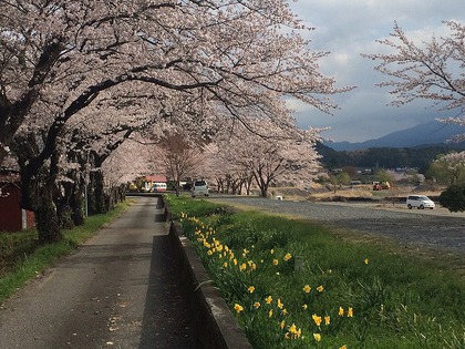 川根さくら情報【高郷の桜】2014・4・1(晴れ) 川根さくら情報【高郷の桜】2014・4・1(晴れ)
