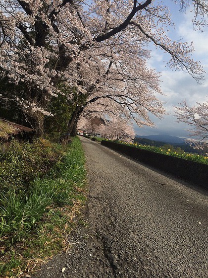 川根さくら情報【高郷の桜】2014・4・1(晴れ) 川根さくら情報【高郷の桜】2014・4・1(晴れ)
