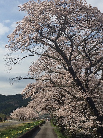 川根さくら情報【高郷の桜】2014・4・1(晴れ) 川根さくら情報【高郷の桜】2014・4・1(晴れ)