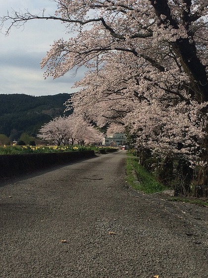 川根さくら情報【高郷の桜】2014・4・1(晴れ) 川根さくら情報【高郷の桜】2014・4・1(晴れ)