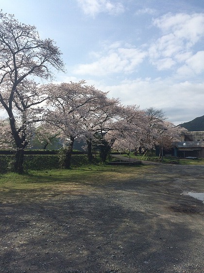 川根さくら情報【高郷の桜】2014・4・1(晴れ) 川根さくら情報【高郷の桜】2014・4・1(晴れ)