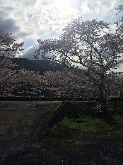 川根さくら情報【高郷の桜】2014・4・1(晴れ) 川根さくら情報【高郷の桜】2014・4・1(晴れ)