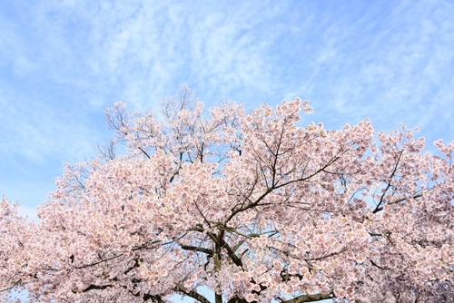 4月のご予約状況 【2019年】 4月のご予約状況 【2019年】