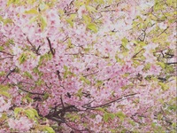 浜松の桜の名所　～元城ライブラリー～