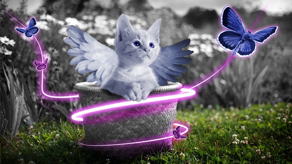 猫 猫