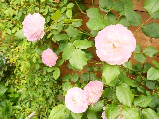 リベリュルの庭より～バラが見ごろを迎えています。