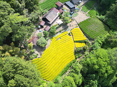 静岡諸子沢・黄金みどり茶園の黄色い茶畑訪問 静岡諸子沢・黄金みどり茶園の黄色い茶畑訪問
