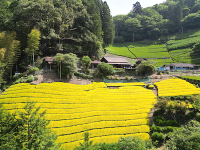 静岡諸子沢・黄金みどり茶園の黄色い茶畑訪問 静岡諸子沢・黄金みどり茶園の黄色い茶畑訪問