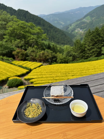 静岡諸子沢・黄金みどり茶園の黄色い茶畑訪問 静岡諸子沢・黄金みどり茶園の黄色い茶畑訪問