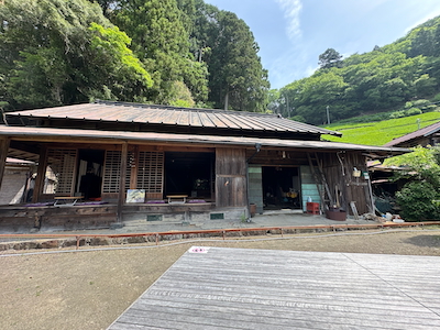 静岡諸子沢・黄金みどり茶園の黄色い茶畑訪問 静岡諸子沢・黄金みどり茶園の黄色い茶畑訪問