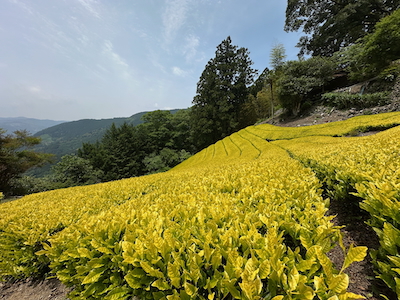 静岡諸子沢・黄金みどり茶園の黄色い茶畑訪問 静岡諸子沢・黄金みどり茶園の黄色い茶畑訪問