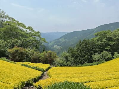 静岡諸子沢・黄金みどり茶園の黄色い茶畑訪問 静岡諸子沢・黄金みどり茶園の黄色い茶畑訪問