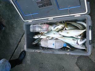 オヤヂの釣果