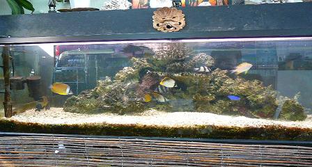 浜名湖産海水魚