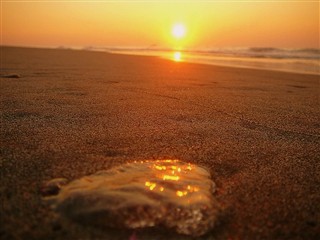 sunrize surf