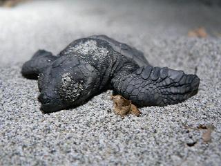 海ガメの羽化