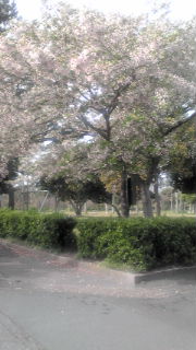あの日の桜