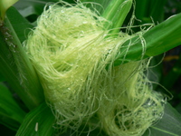 絹の糸