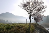 名倉川沿いの桜
