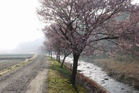 名倉川沿いの桜