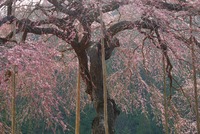 咲き出した『桜・八橋』