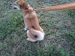 柴犬ナミの一日 散歩へGO!