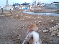 柴犬ナミ 2歳に
