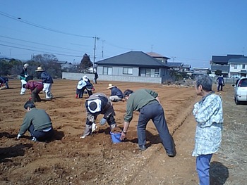 夢プロジェクト じゃがいも畑の石拾い作業と肥料撒き