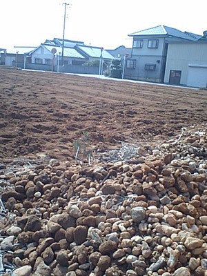夢プロジェクト じゃがいも畑の石拾い作業と肥料撒き