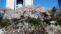 静岡は桜が見ごろです♪