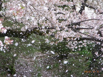 ≪ 春の夢 ≫ ≪ 春の夢 ≫