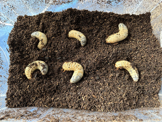 ボーイスカウト浜松第6団のまなべる体験会「カブトムシくん」の様子です。 ボーイスカウト浜松第6団のまなべる体験会「カブトムシくん」の様子です。