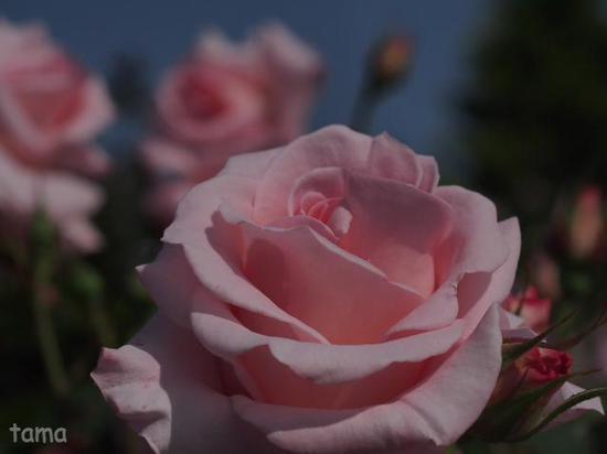 フォトログ　ピンク♪　ローズフェスティバル　花菜（かな）ガーデン