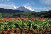 西湖の富士山（７枚）　逆さ富士