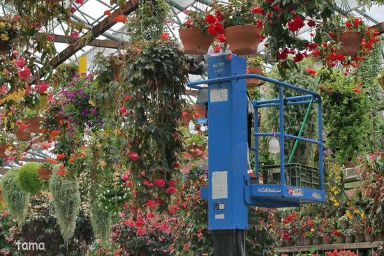 温室の花たち♪ (フォト12枚) 富士花鳥園 温室の花たち♪ (フォト12枚) 富士花鳥園