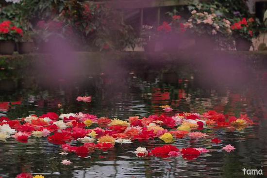 温室の花たち♪ (フォト12枚) 富士花鳥園 温室の花たち♪ (フォト12枚) 富士花鳥園
