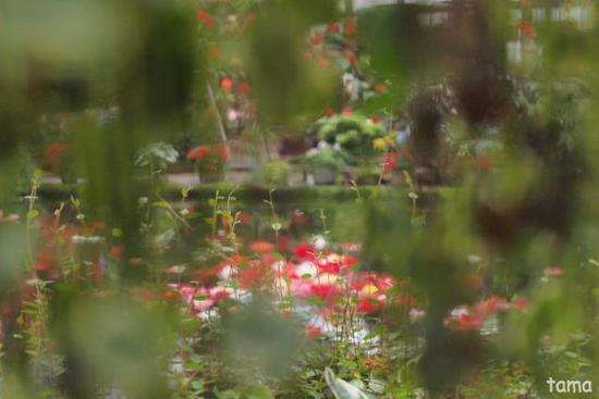 温室の花たち♪ (フォト12枚) 富士花鳥園 温室の花たち♪ (フォト12枚) 富士花鳥園
