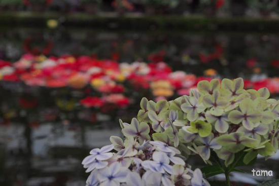 温室の花たち♪ (フォト12枚) 富士花鳥園 温室の花たち♪ (フォト12枚) 富士花鳥園
