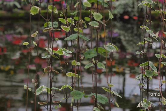 温室の花たち♪ (フォト12枚) 富士花鳥園 温室の花たち♪ (フォト12枚) 富士花鳥園