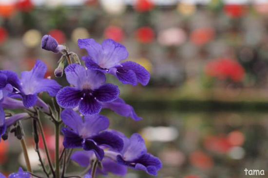 温室の花たち♪ (フォト12枚) 富士花鳥園 温室の花たち♪ (フォト12枚) 富士花鳥園