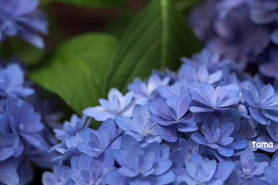 温室の花たち♪ (フォト12枚) 富士花鳥園 温室の花たち♪ (フォト12枚) 富士花鳥園