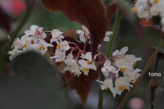 温室の花たち♪ (フォト12枚) 富士花鳥園 温室の花たち♪ (フォト12枚) 富士花鳥園